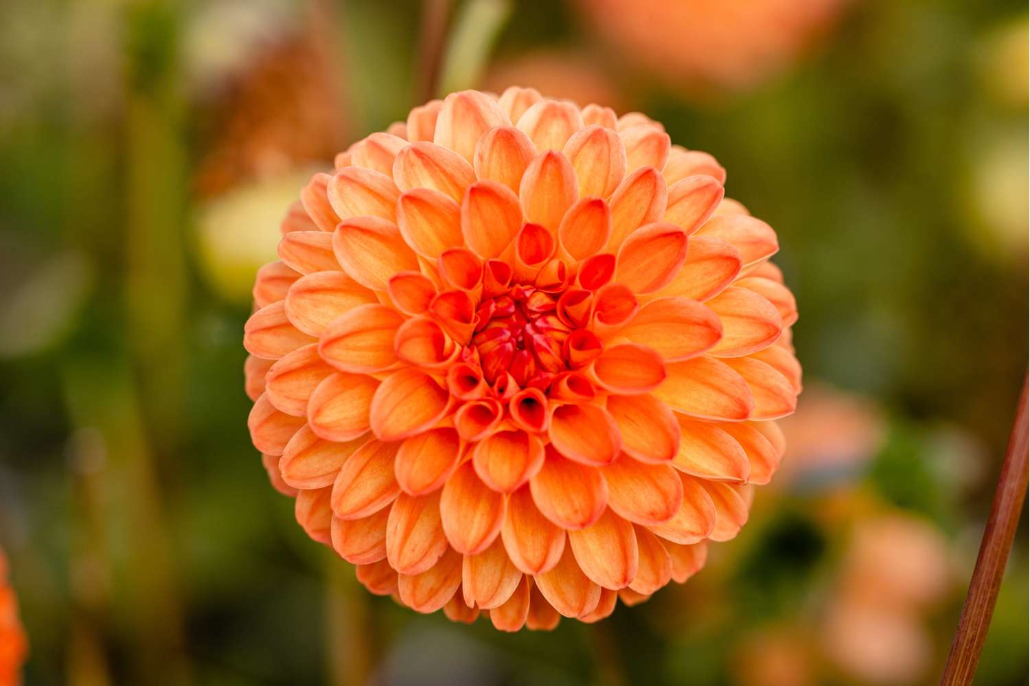 Daalia 'Souvenir d'Ete'
